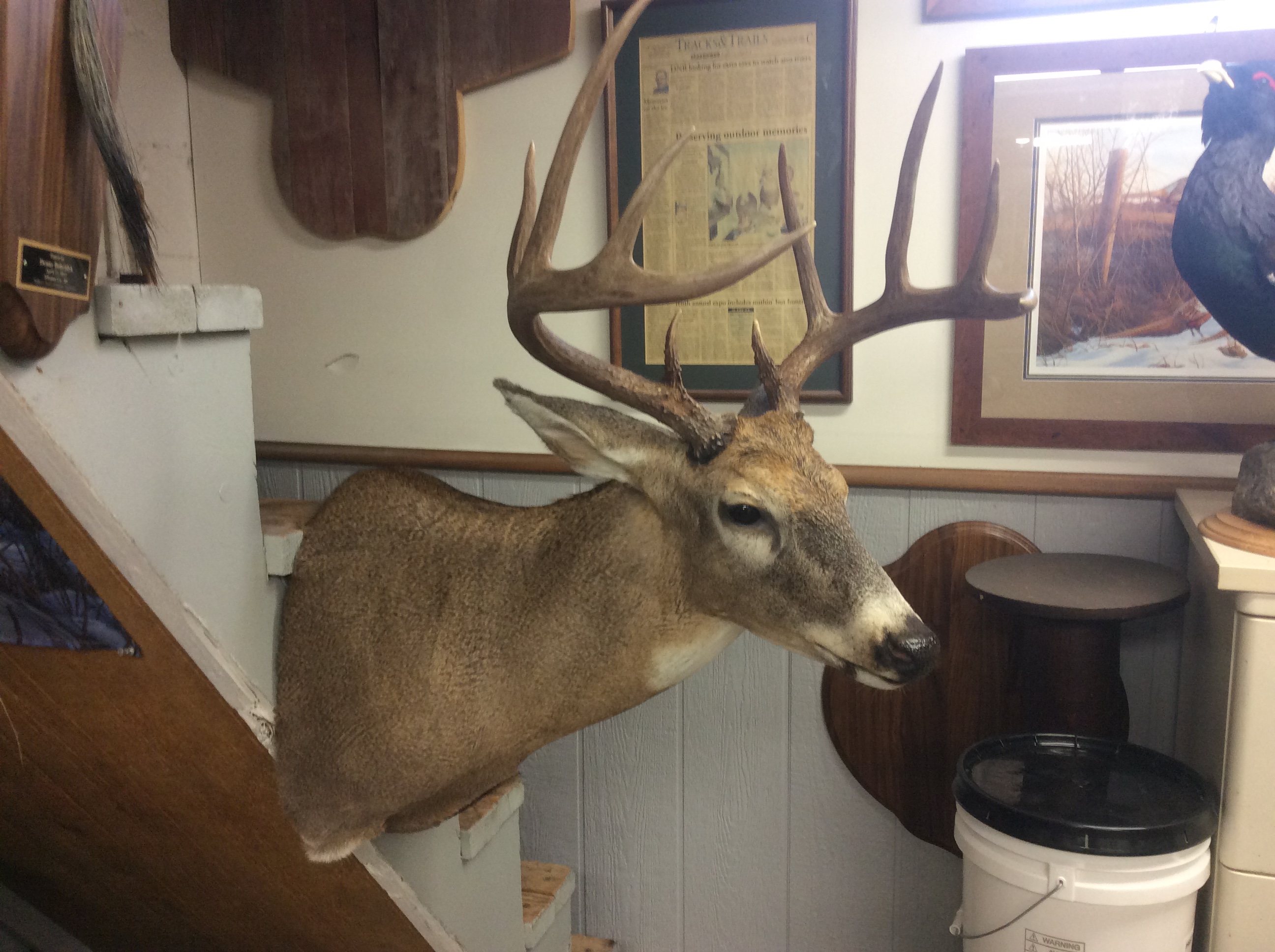 Walker's Touch Of Nature Taxidermy